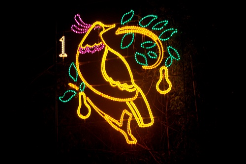  1 Partridge in a Pear Tree 2013